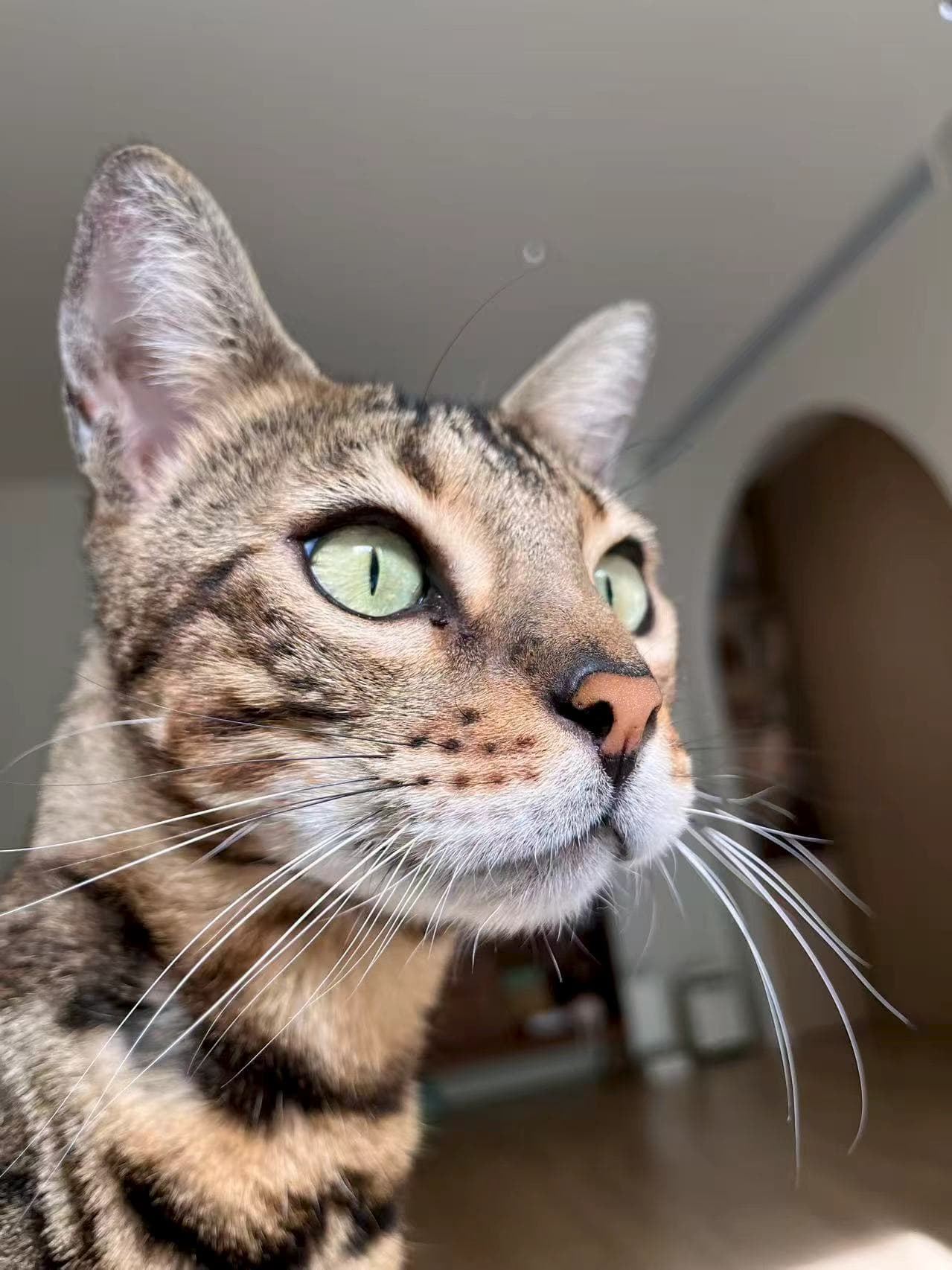 🐾 Christmas Pet Slay - Before